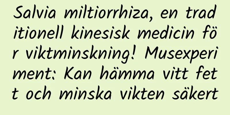 Salvia miltiorrhiza, en traditionell kinesisk medicin för viktminskning! Musexperiment: Kan hämma vitt fett och minska vikten säkert