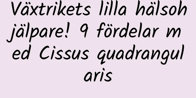 Växtrikets lilla hälsohjälpare! 9 fördelar med Cissus quadrangularis