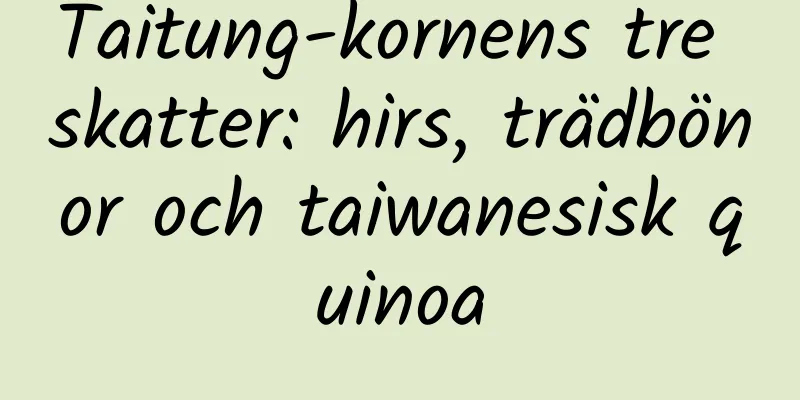 Taitung-kornens tre skatter: hirs, trädbönor och taiwanesisk quinoa