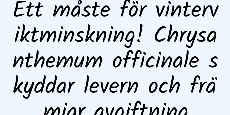 Ett måste för vinterviktminskning! Chrysanthemum officinale skyddar levern och främjar avgiftning
