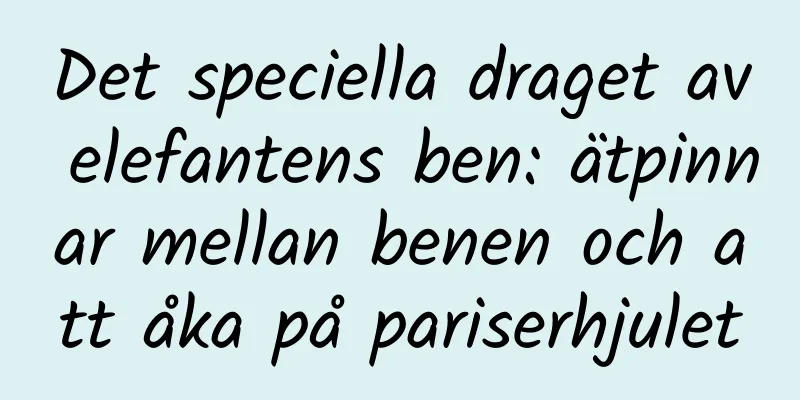 Det speciella draget av elefantens ben: ätpinnar mellan benen och att åka på pariserhjulet