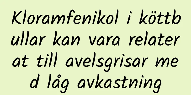 Kloramfenikol i köttbullar kan vara relaterat till avelsgrisar med låg avkastning
