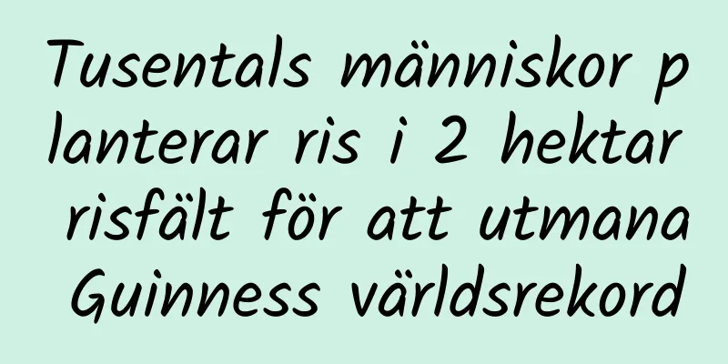 Tusentals människor planterar ris i 2 hektar risfält för att utmana Guinness världsrekord
