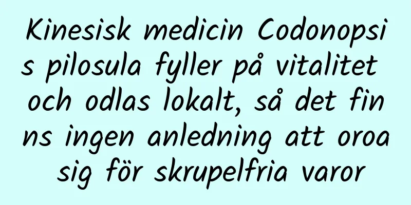 Kinesisk medicin Codonopsis pilosula fyller på vitalitet och odlas lokalt, så det finns ingen anledning att oroa sig för skrupelfria varor