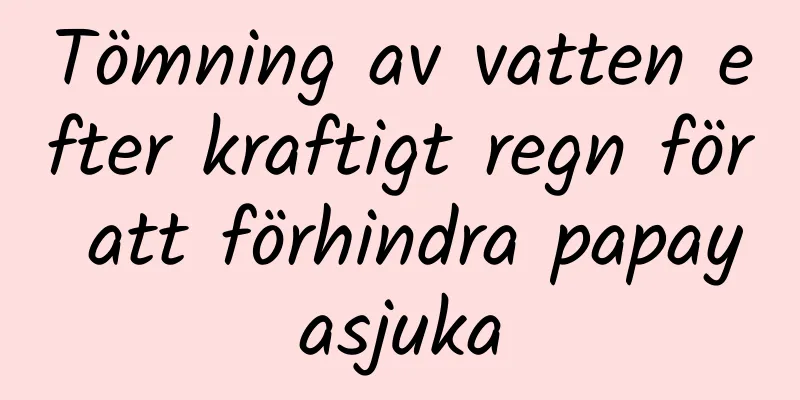 Tömning av vatten efter kraftigt regn för att förhindra papayasjuka