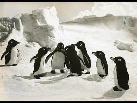 En grundlig analys av charmen och känslorna hos Penguin Boy Lulu och Kiki!