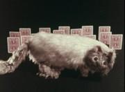 "My Cat, My Cat" recension: Vad är Minna no Utas överklagande?